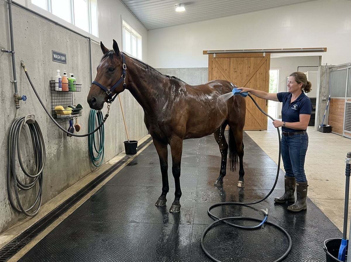 Equine wash bay with anti-slip black rubber surfacing